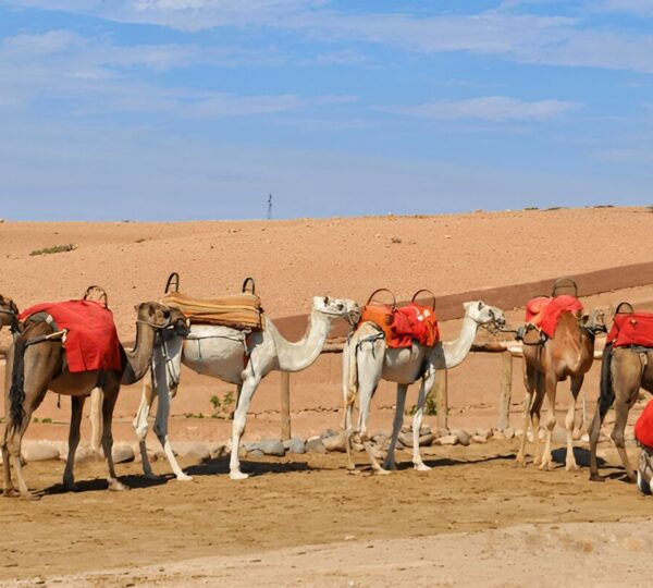 Balade en Dromadaire au Désert d’Agafay 