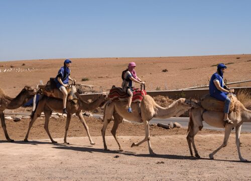 Dromadaire au Désert d’Agafay – Une Expérience Authentique