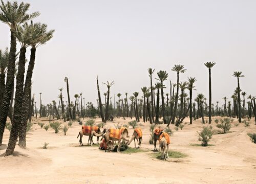 Balade en Dromadaire à la Palmeraie de Marrakech
