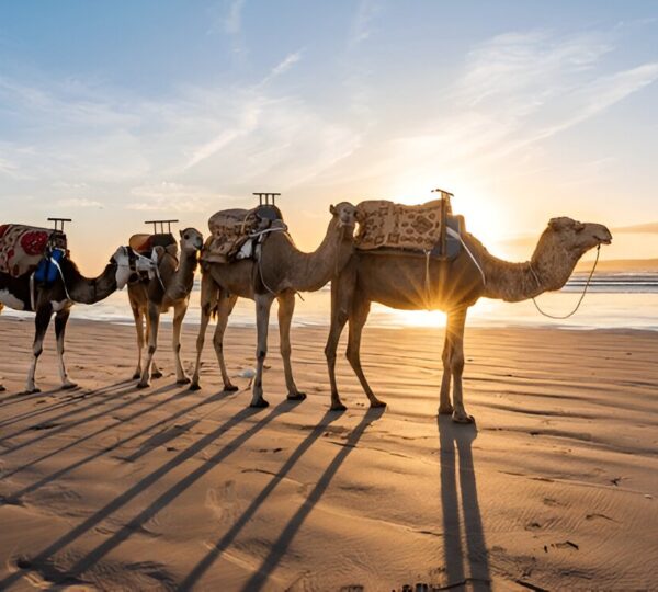 Dromadaire Essaouira: