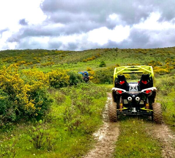 Buggy Tanger