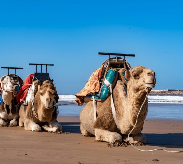 Dromadaire Essaouira: