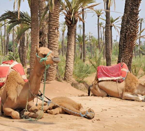 Balade en Dromadaire à la Palmeraie de Marrakech