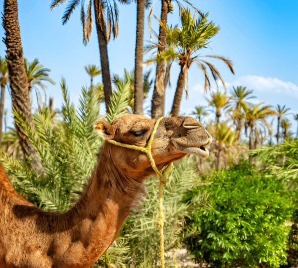 Balade en Dromadaire à la Palmeraie de Marrakech