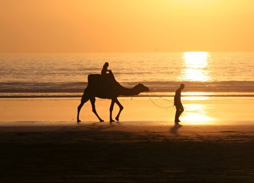 Dromadaire Essaouira: Balade 2 heures en Dromadaire
