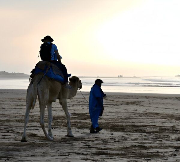 Dromadaire Essaouira: