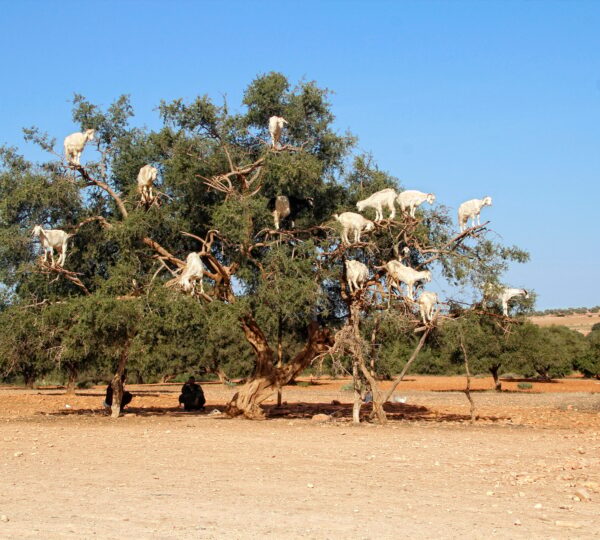 Essaouira, Morocco »; Spring 2017: Goats on top of a tree