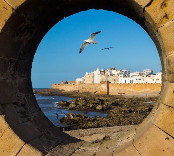 Gulls seen through port hole, Essaouira, Morocco